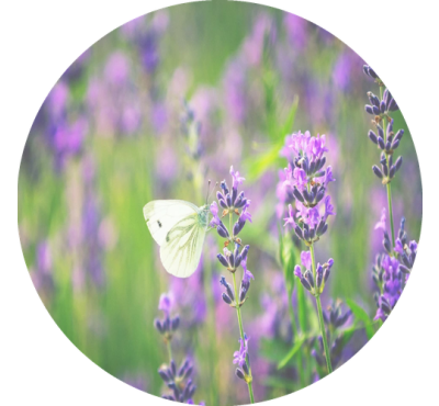 Náplň do osviežovačov vzduchu F5 Lavender Fields
