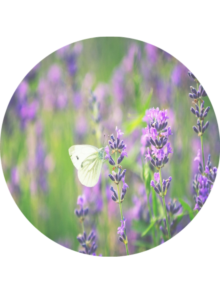 Náplň do osviežovačov vzduchu F5 Lavender Fields