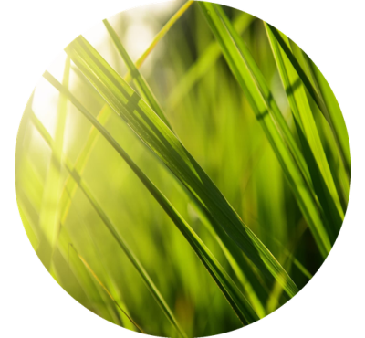 Náplň do osvěžovačů vzduchu F5 Thai Lemongrass