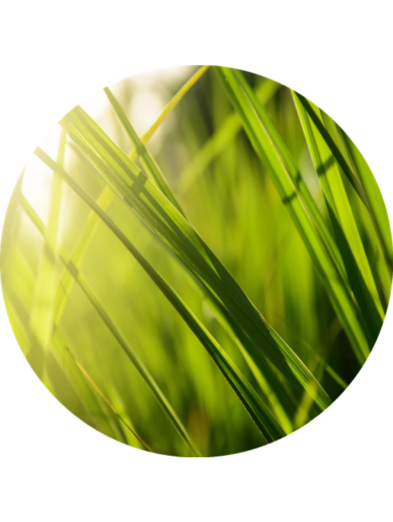 Náplň do osvěžovačů vzduchu F5 Thai Lemongrass